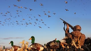 Once in a Lifetime Duck Hunt + BLONDE MALLARD