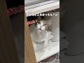 【保護猫】洗面所でタオルの上に隠れてる猫
