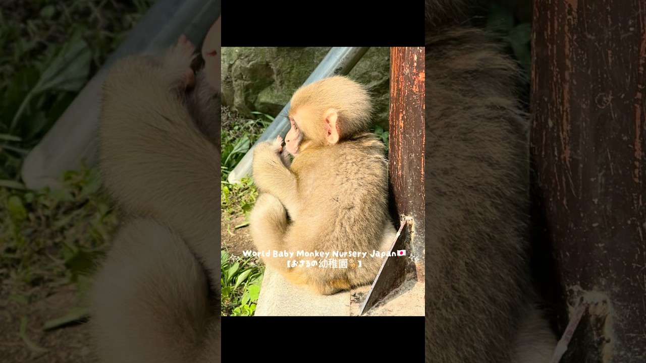 Full of energy and cuteness!🐒💕【子猿ちゃん元気いっぱい､かわいさ