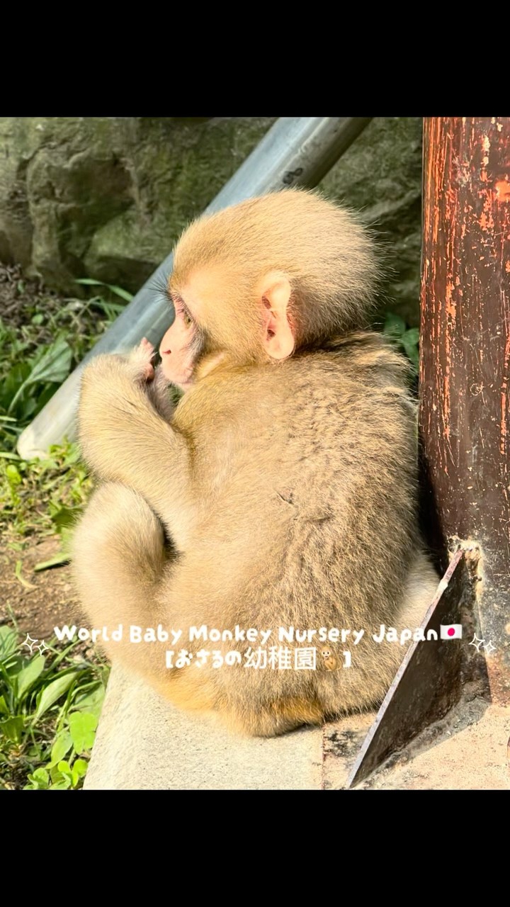 Full of energy and cuteness!🐒💕【子猿ちゃん元気いっぱい､かわいさ