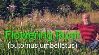 Flowering Rush (butomus umbellatus) #pondplants #herbs #nativeplants #gardening #watergarden #wow