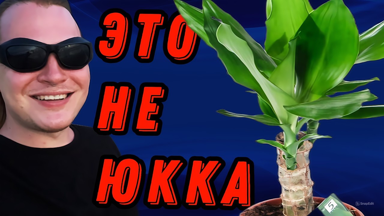 Драцена душистая - неприхотливое растение для каждого. - YouTube