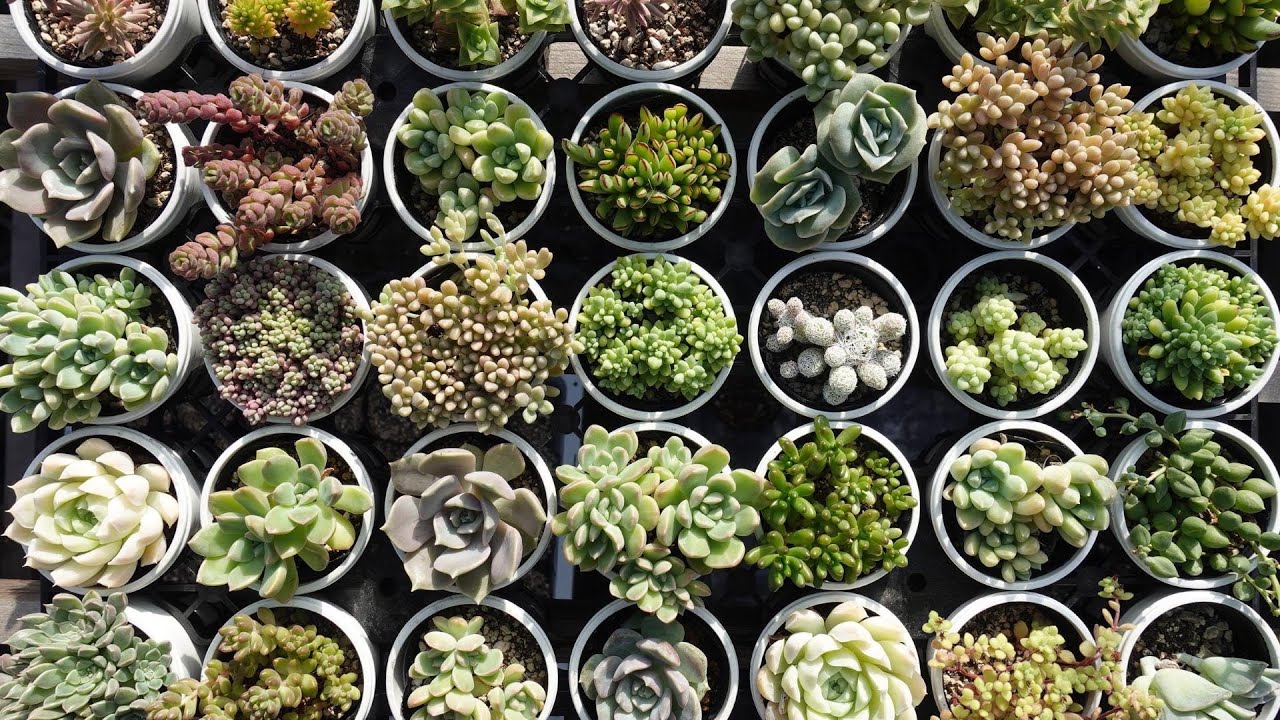 その他多肉植物 Cranky シャイガイ – 多肉植物の通販・販売サイト tawawa