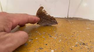 Why Is This Butterfly Spasming 🦋 (The Dark Truth)