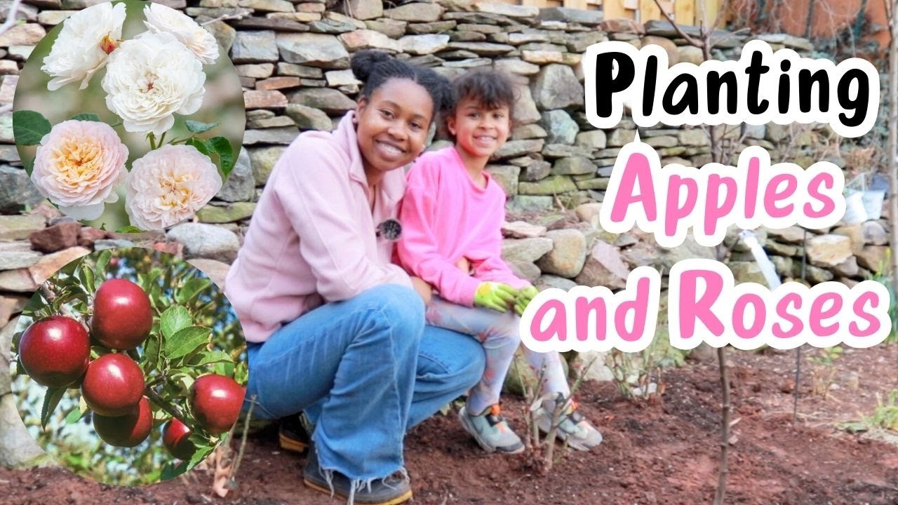 Replanting an Arkansas Black Apple and Emily Brontë Roses || Irie Gardener