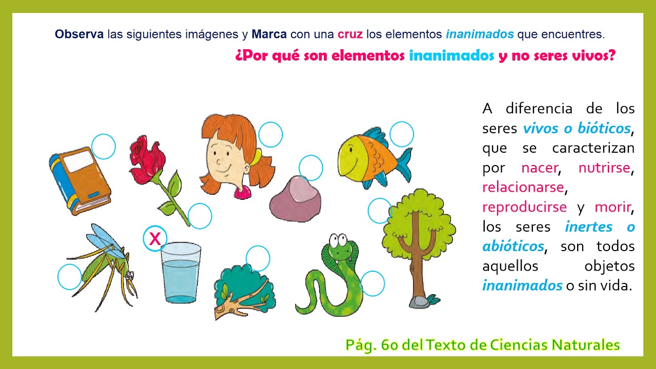 El Reino animal y caracteristicas