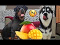Rottweiler And Husky Fight For Mango🥭 || Dog Can talk part 31 || Roxy || Cheeni || Review reloaded