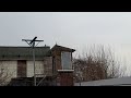 Разминка бакинских голубей с ястребом