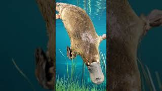 The Platypus-Weird animal