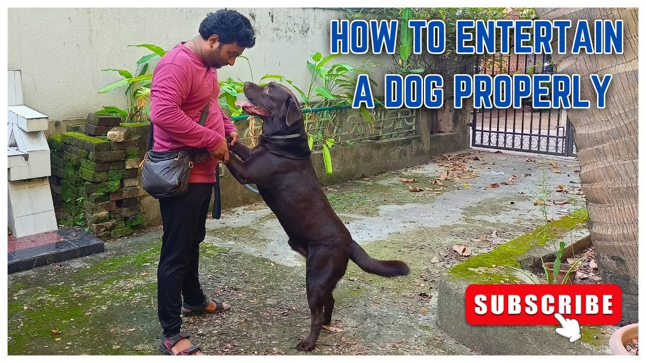 HOW TO ENTERTAIN A DOG AT HOME || TIPS AND TRICKS ON DOG TRAINING & FITNESS