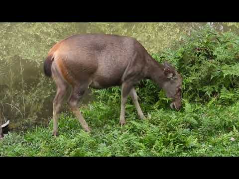 Sambar ♀︎ frisst Gras  4K