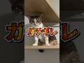 女の子がガチギレする瞬間 #shorts #猫 #cat #呪術廻戦
