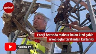 Enerji hattında mahsur kalan kızıl şahin arkeologlar tarafından kurtarıldı