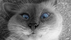 Самые смешные приколы про животных 2015 года