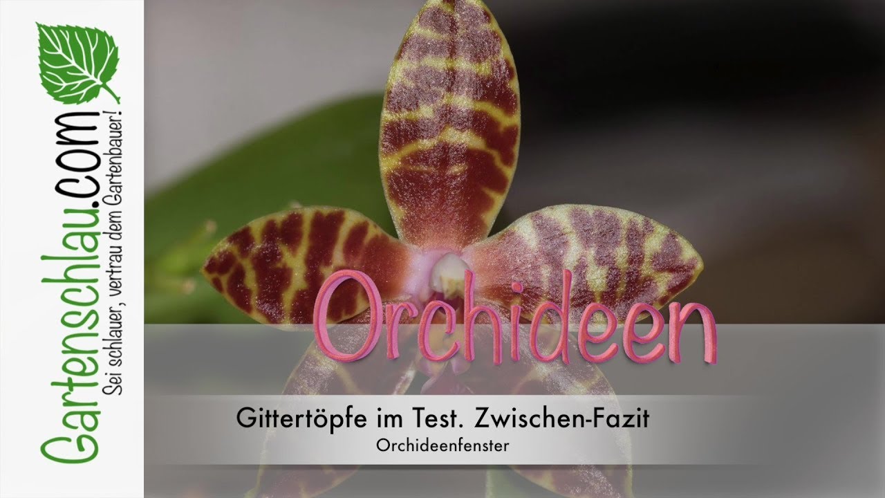 Sympodiale Orchideen im Gitterkorb: Vorteile und Pflege