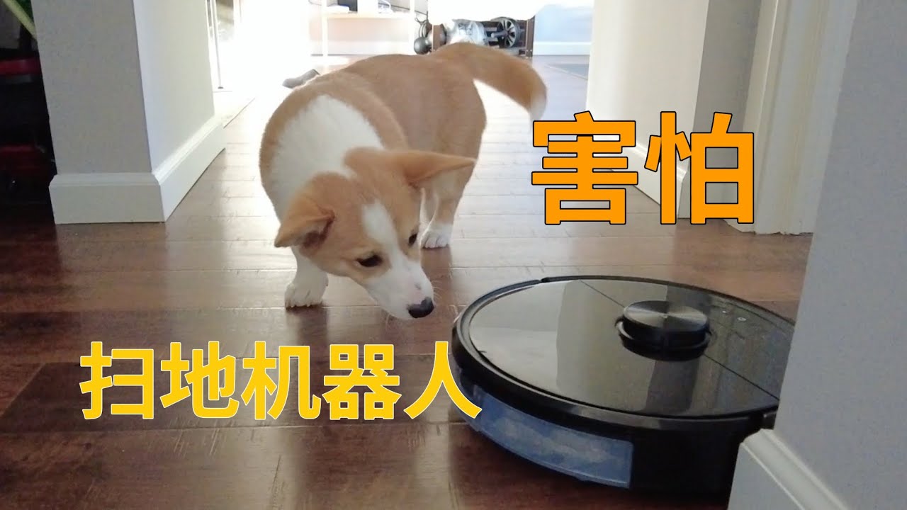 What to Do When Your Puppy is Afraid of the Roomba? YouTube