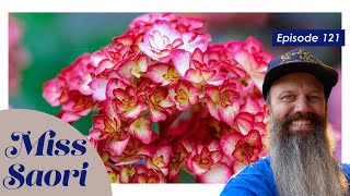 Miss Saori Hydrangea - EP 121