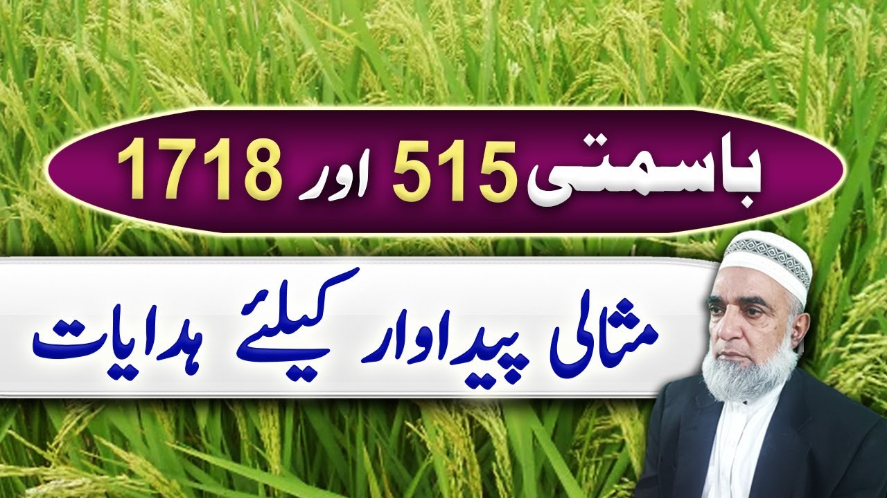 How to get high yield of Basmati 515 and 1718 Crop Reformer YouTube