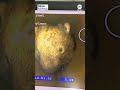 Wombat blocks storm drain pipe in Australian town