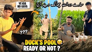 Ducks POOL Ready Or NOt ?🤔 سارے درخت چھانگ دیئے آج 