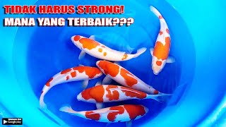 BEGINI CARA MEMILIH IKAN KOI KOHAKU YANG BENAR