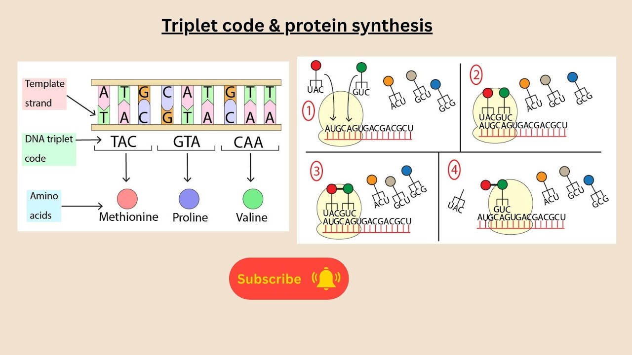 Triplet Coding Triplet code & protein synthesis for AQA GCSE Biology only - YouTube