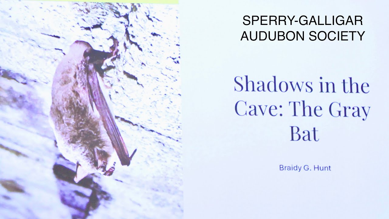 The Gray Bat @ Sperry Galligar Audubon Society, Braidy Hunt presents, Shadows In The Cave. Oct 30,25