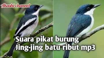 Suara pikat burung Jing-jing batu mp3