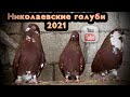 Николаевские голуби Валерия. Самарская область 2021