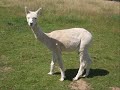 Ref:rfxU95_lejo Mes souvenirs  (bol�ro) visite du parc animalier domaine de revert 18210 charenton-du-cher (18)