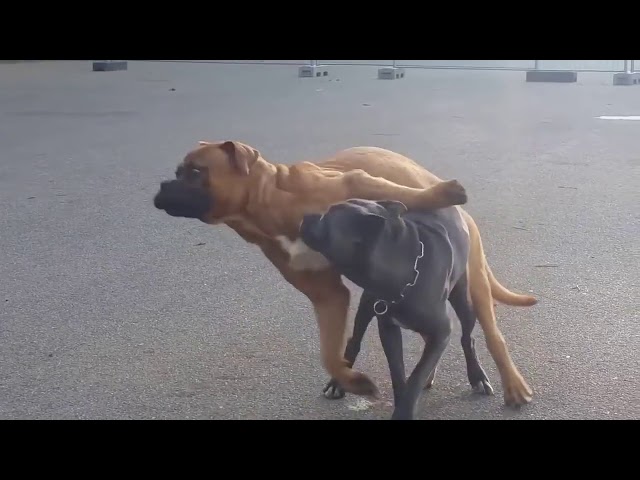 Top 10 Dog Mating - Funny Animals Compilation