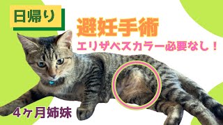 【猫の日帰り避妊手術】4時間で手術から帰ってきたよ！エリザベスカラー、胴着必要なし