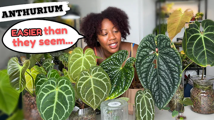 Anthurium Care + My Entire Anthurium Collection