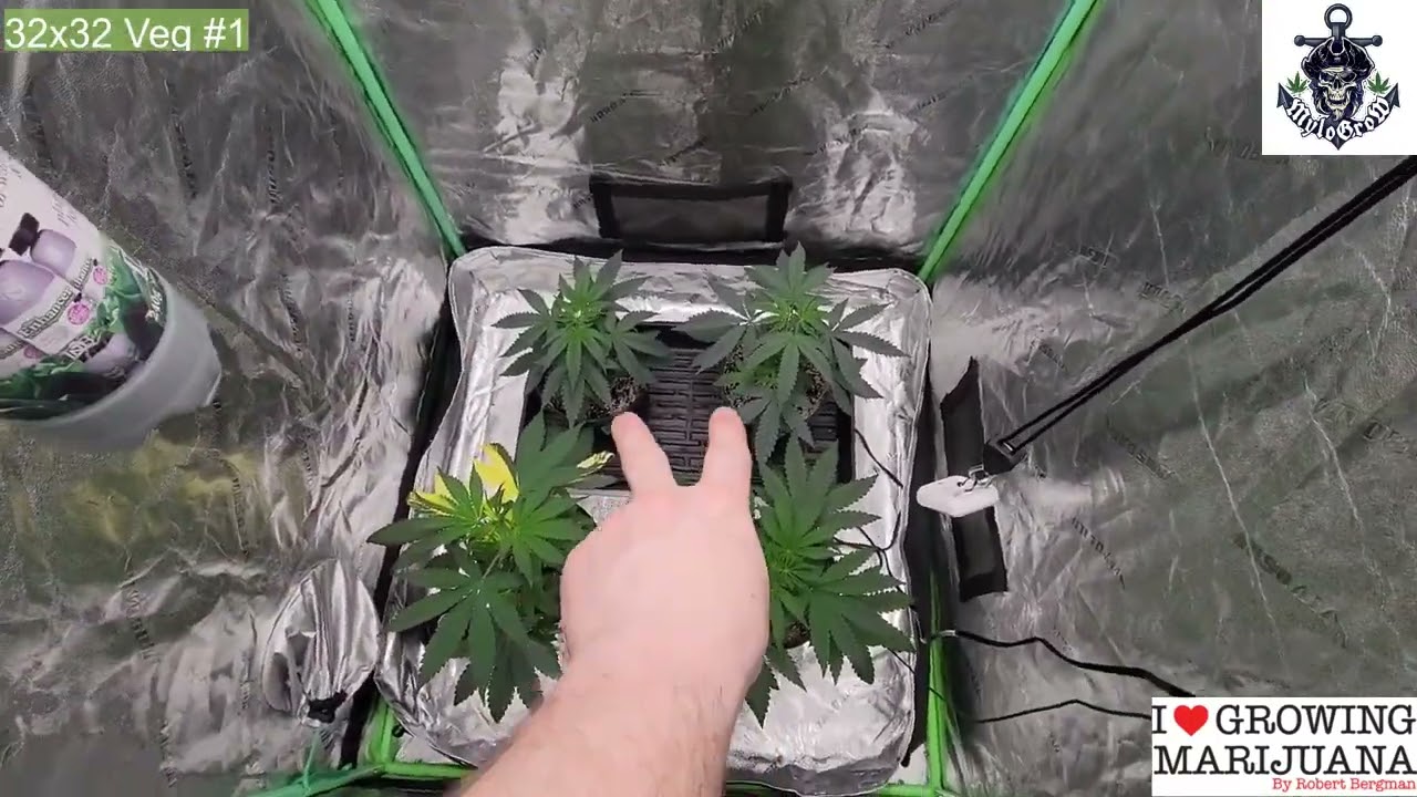 Zoltrix Grower - CLEAN UP AND HARVEST TIME! ｜ GROWING ORGANIC ｜ ILGM SALE! ｜ 