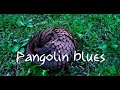 Pangolin blues