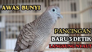 Suara Masteran Gacor Burung Perkutut PANCINGAN BURUNG PERKUTUT 100% SUARA ASLI AMPUH BANGET NYAUT