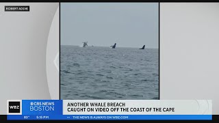 Another video shows whales leaping out of the water off Provincetown