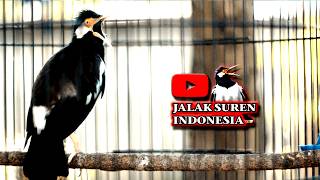 JALAK SUREN GACOR BIKIN JALAK LAIN BONGKAR ISIAN