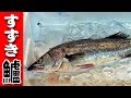 体が銀色のヤツ！【鱸】スズキの捌き方（sea bass）三枚おろし【刺身編】