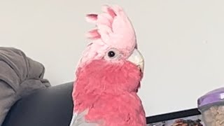 Playful parrot. Mickey the galah having lots of fun today 🥰 then talking with dad
