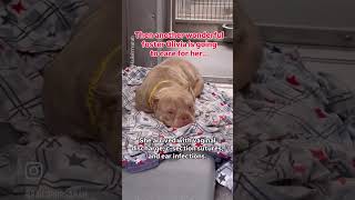 From Broken To Safe Aprils Rescue Mission