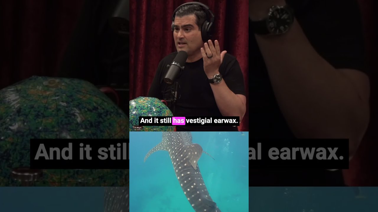 WHALES Evolved From WOLVES 