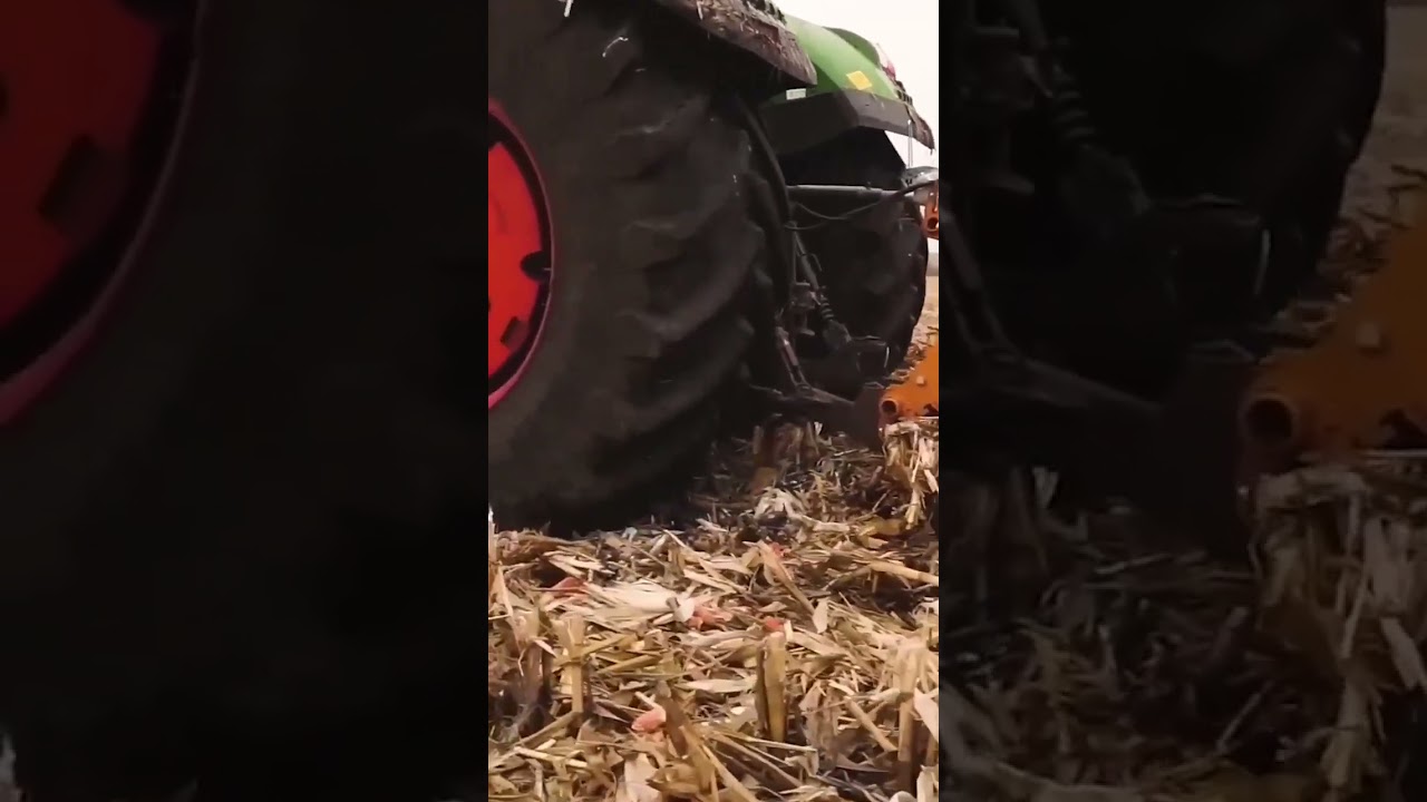 The King That Never Tires 