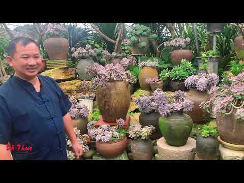 Video Vườn Sen Đá Đẹp Nhất Tây Bắc | Dã Thực - youtube