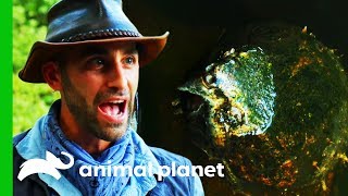 Searching For A Record Breaking Alligator Snapping Turtle In Texas | Brave The Wild