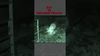 is explosive pellets are to much for rat❓❓ | #pestcontrol #farm