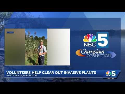 Volunteers work to remove invasive phragmites at Burlington's North Beach