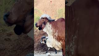 गायो नो ❤️#india #krishna #viral #new #4k #cow #love #bharwad #gaming #555 #गु राती #गाय #गोवाज