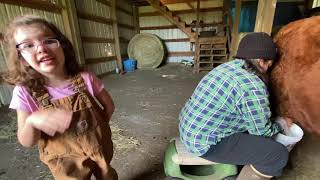 Dexter Family Milk Cows: Morning milking