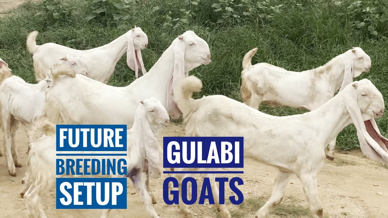 5 Gulabi bakriyan 2 gulabi Bakray available | Nagra Farm